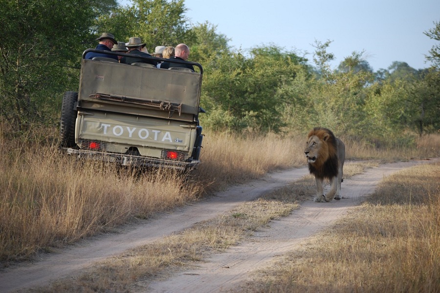 Partir pour un safari en Afrique: 3 étapes clés pour le réussir 